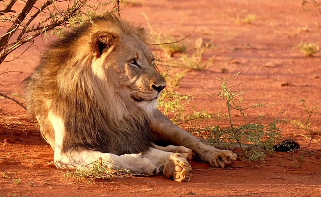 10 Lions Killed By Herders In Kenya As Human-Animal Conflict Escalates