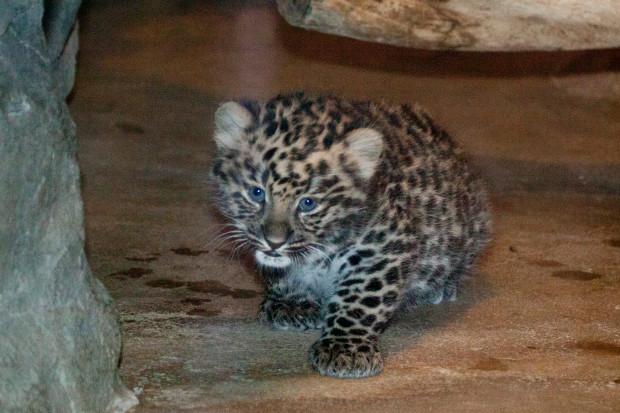 Critically endangered Amur leopard cubs born at Cheyenne Mountain Zoo
