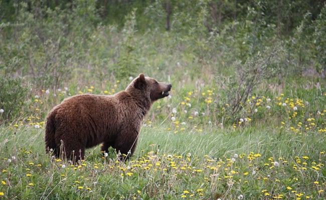 Japan Fisherman Feared Killed In Bear Attack After Human Head Found At Lake