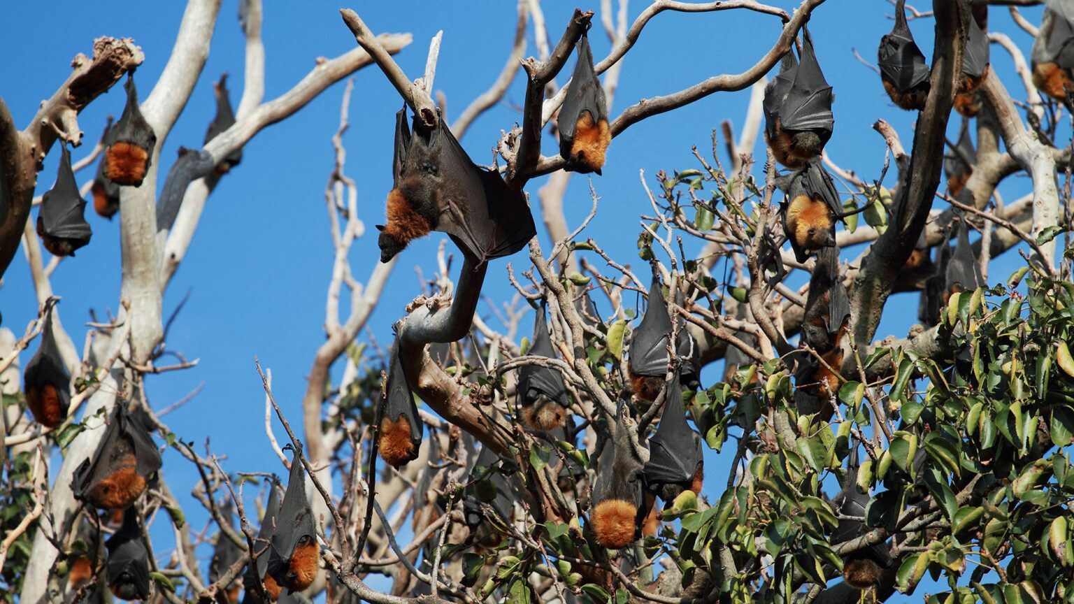 flying foxes aka bats in trees spreading disease potentially