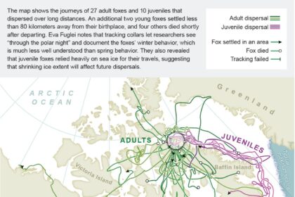 Mapping the spectacular solo journeys of arctic foxes