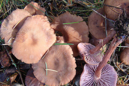 Mushrooms seem to have electrical 'conversations' after it rains: ScienceAlert