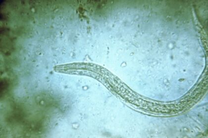 microscopic image of a hookworm egg