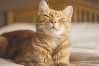 Study Confirms You Can Really Communicate With Your Cat By Doing This: ScienceAlert