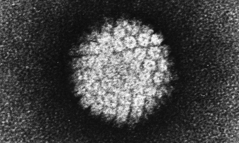 Study finds diet contributes to risk of HPV-related cancer