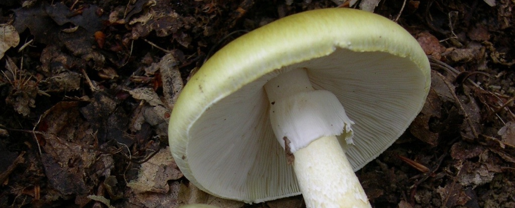 The world's deadliest mushroom seems to have an antidote: ScienceAlert