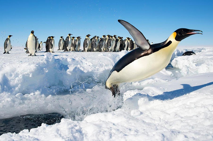 emperor penguin and chicks