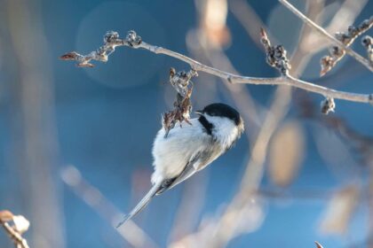 Brain activity 'bar codes' can be linked to specific memories in birds