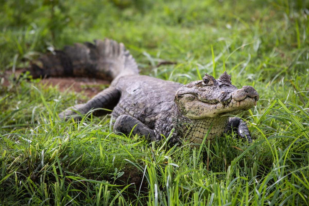 Crocodiles can reproduce without males – and perhaps dinosaurs can too