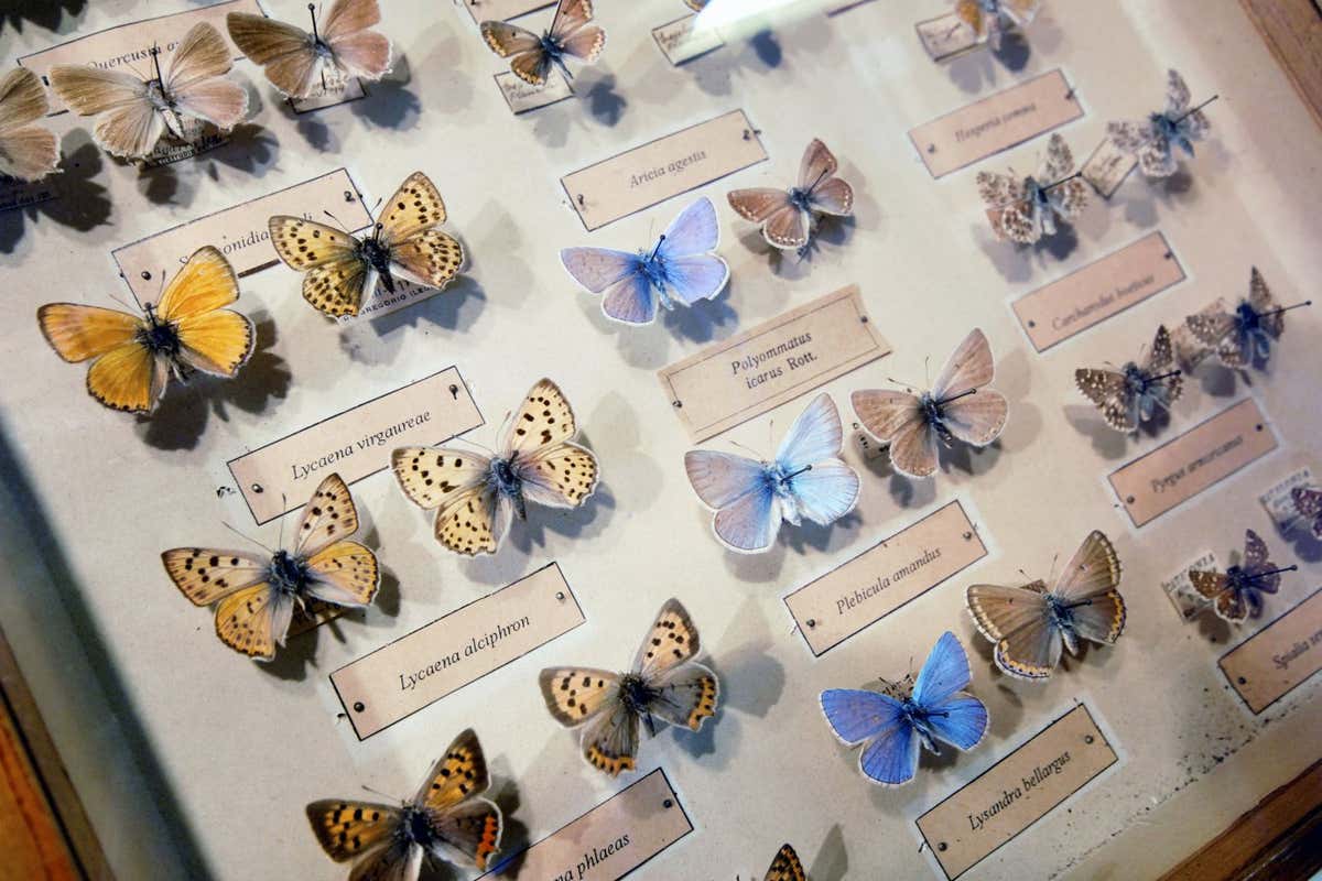 Endangered butterflies are sold for high prices on eBay