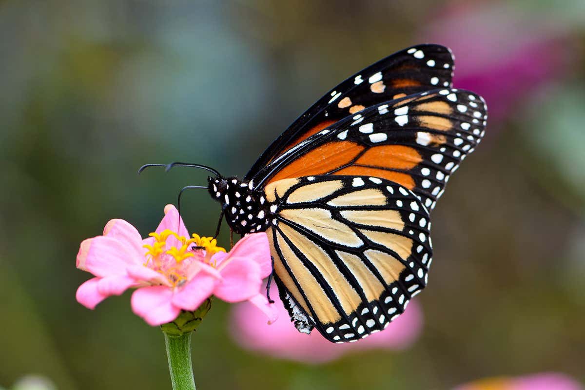 Monarch butterflies have large white spots that help them fly