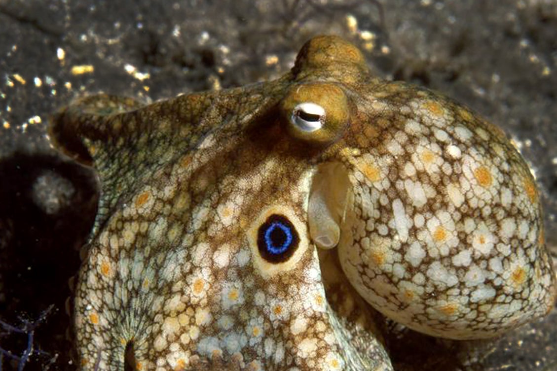 Octopuses redesign their own brains when they get cold