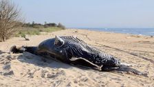 Officials reveal probable cause of death for 2 whales floating off New York coast