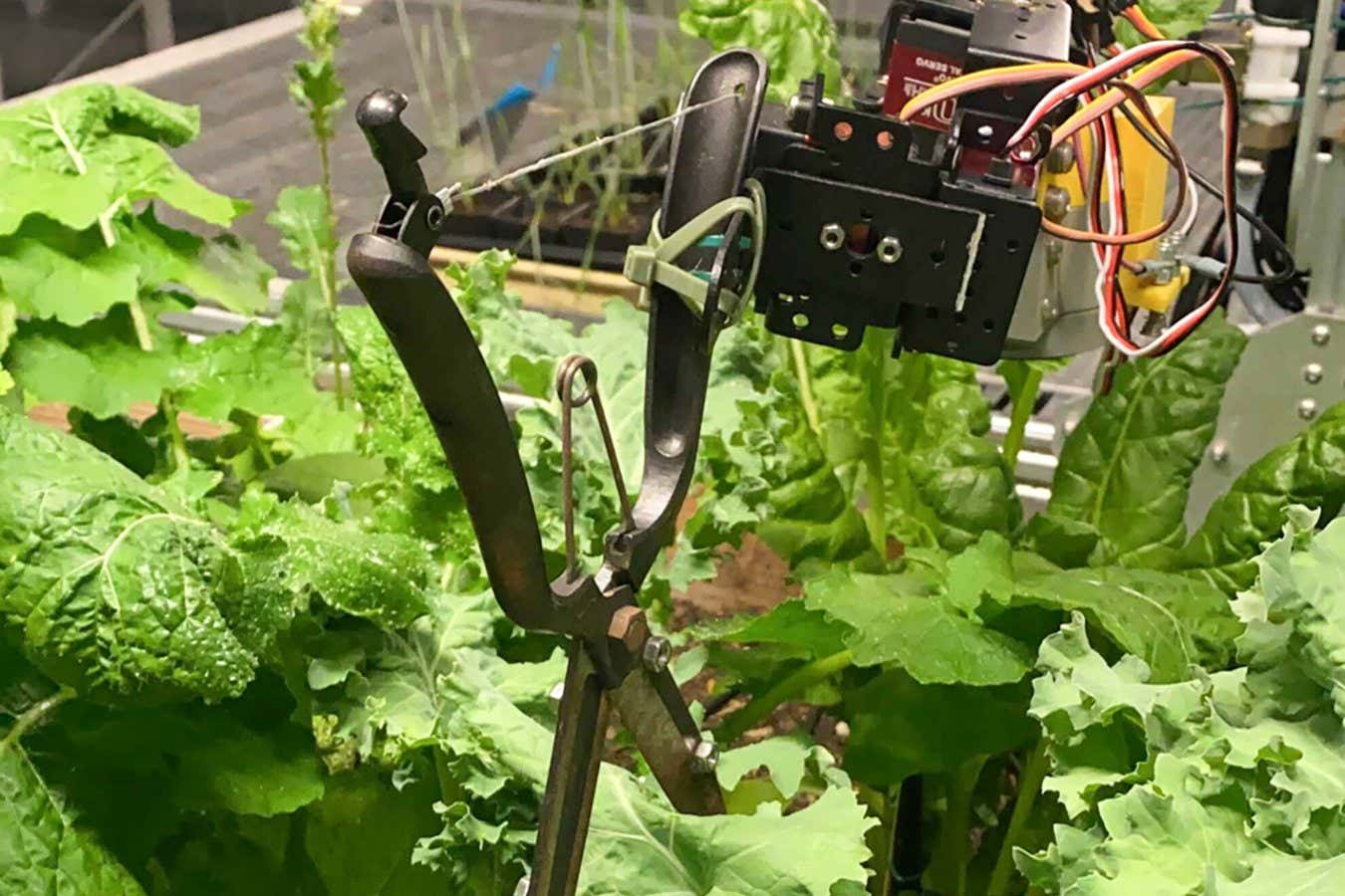 Robot gardener grows plants just as well as humans, but uses less water