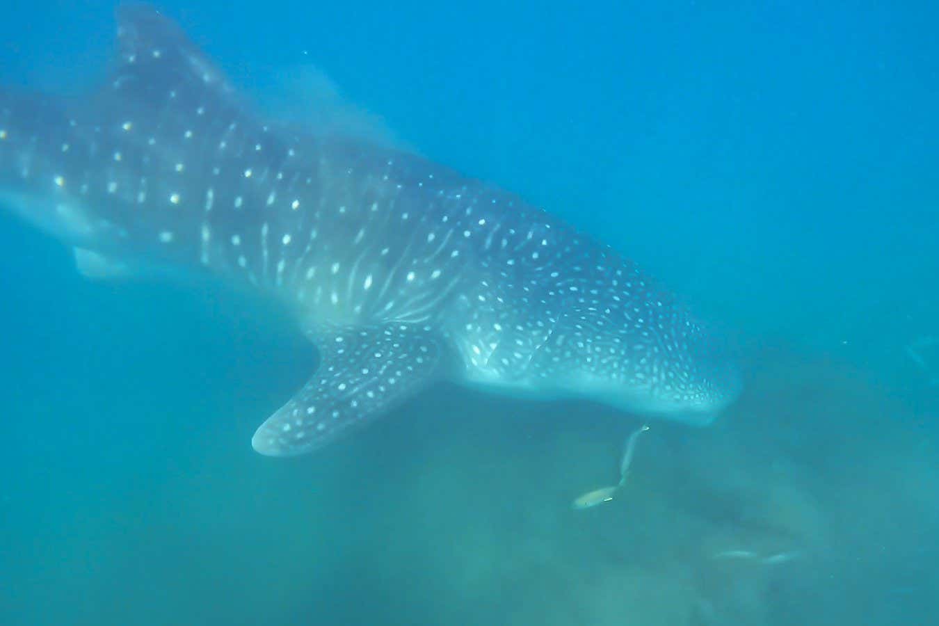 Whale shark seen bottom-feeding for the first time