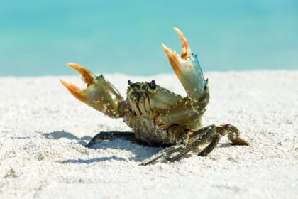 Why do animals keep evolving into crabs?