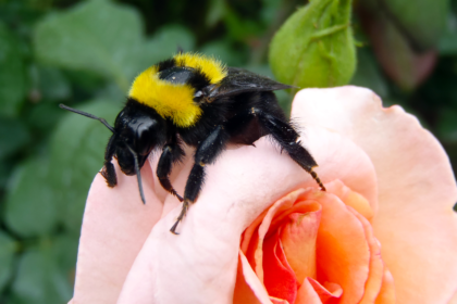 A bee on a peach rose. Understanding how flowering plants and bees evolved together can help inform conservation efforts for pollinators and how to keep their populations healthy.