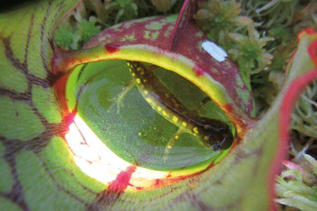 Carnivorous plants acquired a deadly taste for meat.  But how?  : ScienceAlert