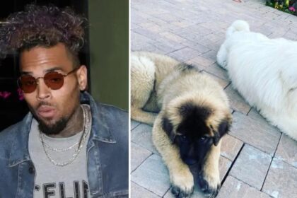 Chris Brown demands ex-housekeeper to submit to 8-hour mental examination in battle over vicious dog attack