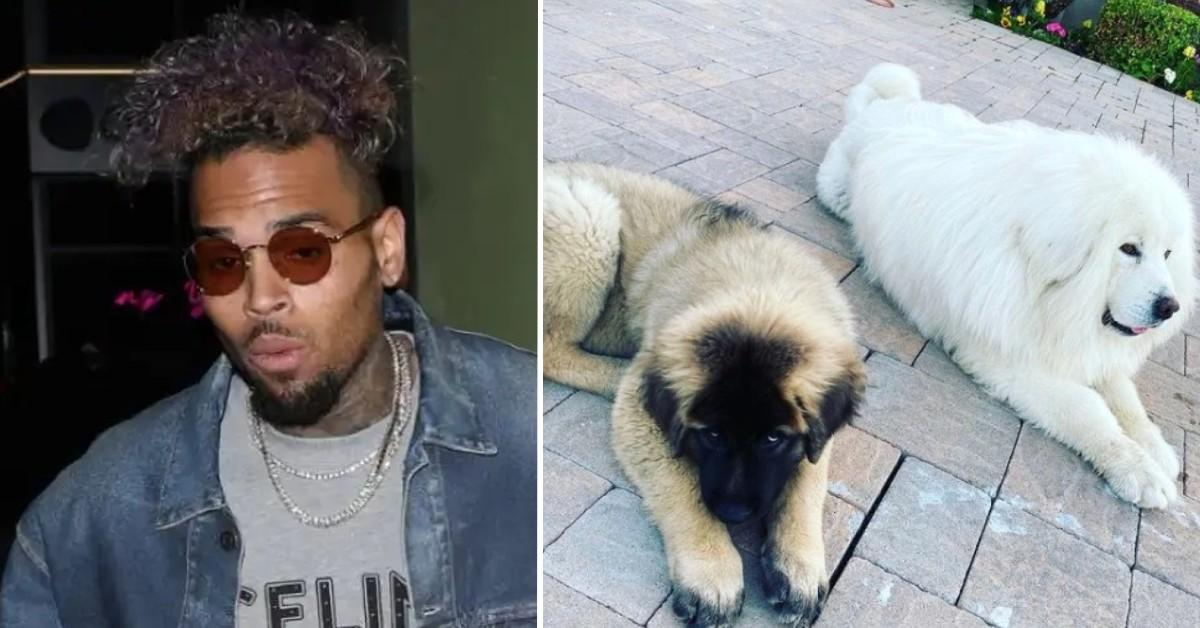 Chris Brown demands ex-housekeeper to submit to 8-hour mental examination in battle over vicious dog attack