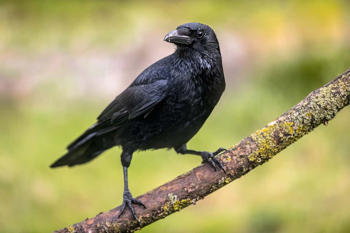 Crows can understand probability like primates do