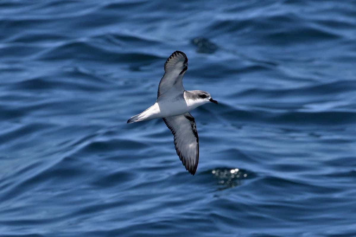 Endangered seabirds forage on plastic pollution hotspots