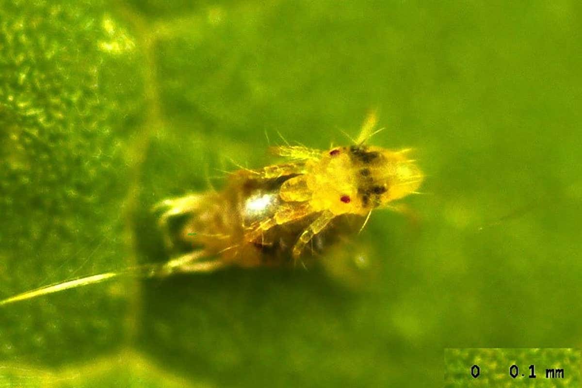 Male spider mites tear off the skin of females to mate with them first