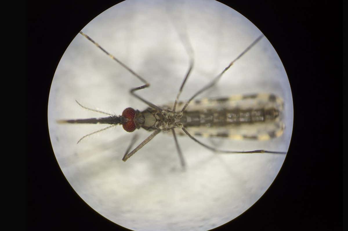 Mosquitoes immunized against malaria can help eradicate the disease