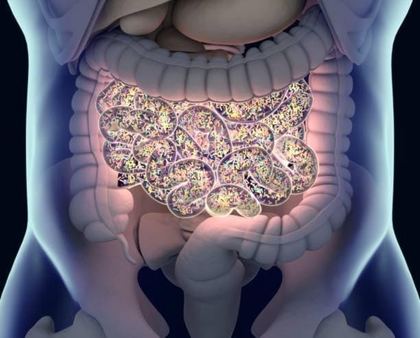 New study shows gut bacteria may trigger lupus attacks in women
