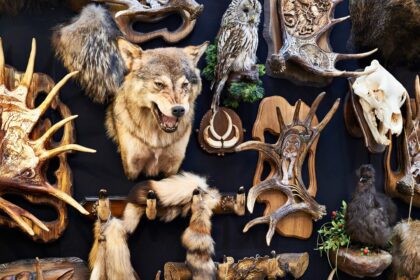 wall of taxidermy animals and skeletons