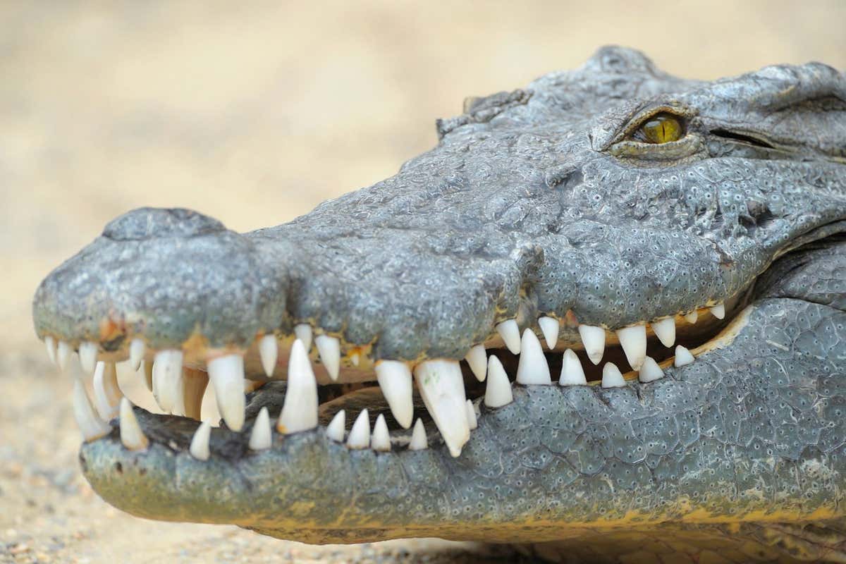 Crocodiles can sense how distressed human babies are from their cries