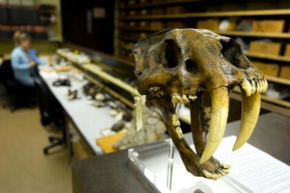 Extreme fires caused by ancient humans wiped out Californian megafauna