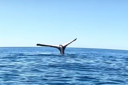 Man Encounters a Whale Seemingly Frozen in Place : ScienceAlert