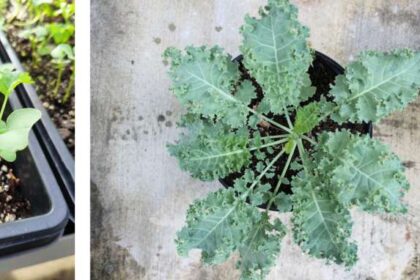 Microgreens and mature veggies differ in nutrients, but both might limit weight gain