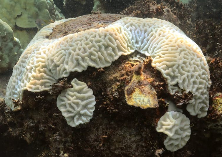 Elkhorn coral fragments in lab