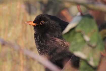 Sick blackbirds go to bed earlier just like us