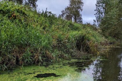 Blue-Green Algae Is Filling Rivers With Toxic Sludge