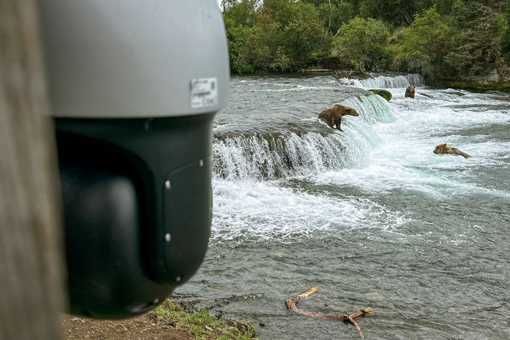 Hiker Rescued After 'Bear Cam' Viewers Spot Him On Livestream