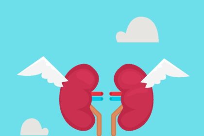 Humanized Kidney Development Described In Chimeric Pig Embryos