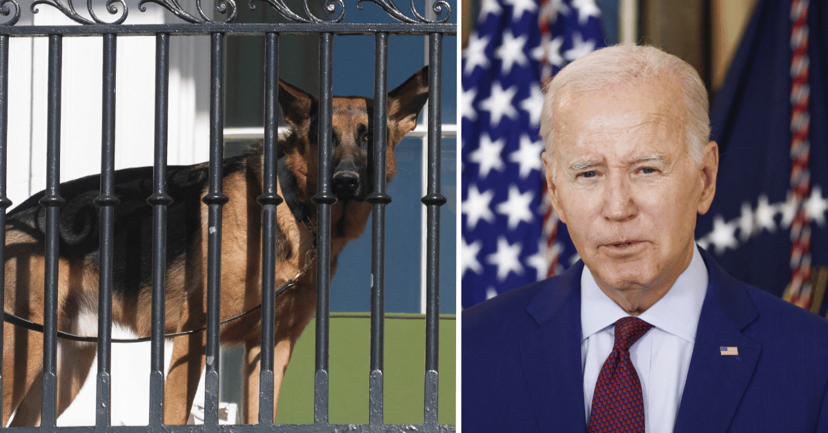 Joe Biden's German Shepherd Bites Again, Marks 11th Incident