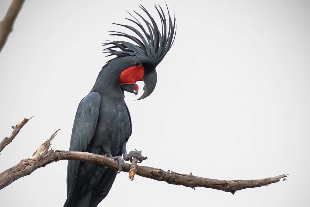 Male cockatoos make customised drumsticks for their mating displays