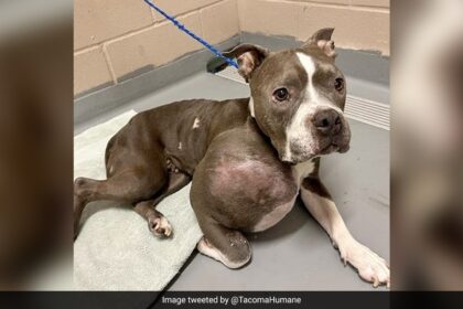 Pitbull With Volleyball-Sized Tumour Enjoys New Life After Surgery In US