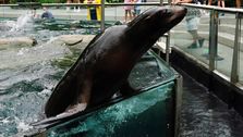 Sea Lion Escapes Enclosure As Central Park Zoo Floods
