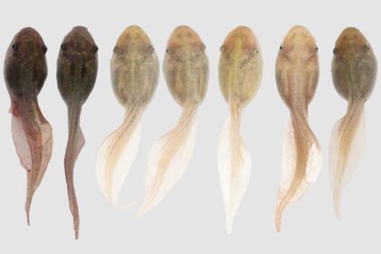 Tadpoles can change colour to blend in with their environment