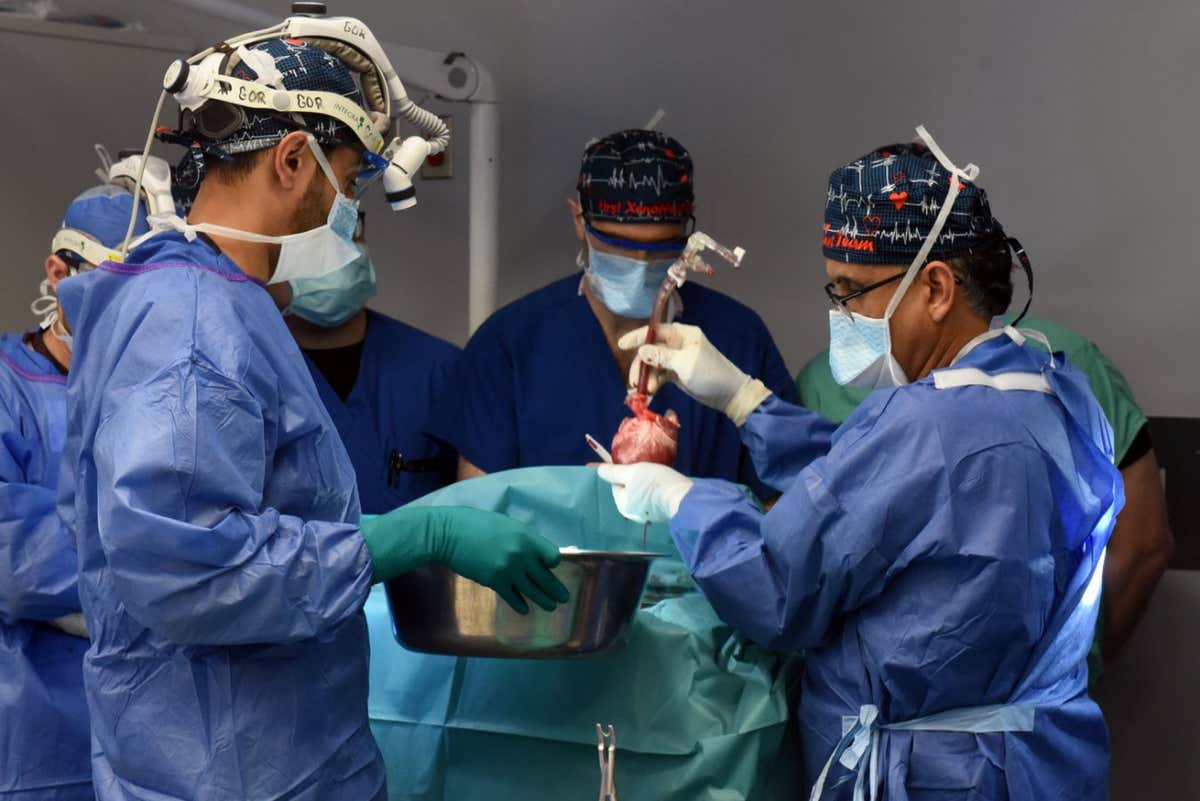 Xenotransplant: Surgeons perform the second ever pig-to-human heart transplant