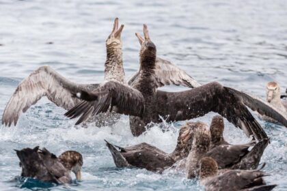 Northern giant petrels fighting over a dead seal pup in South Georgia, South Atlantic Ocean