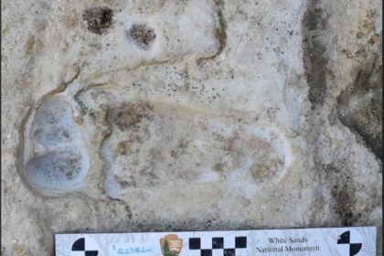 The Oldest Human Footprints in North America Are at Least 21,500 Years Old : ScienceAlert