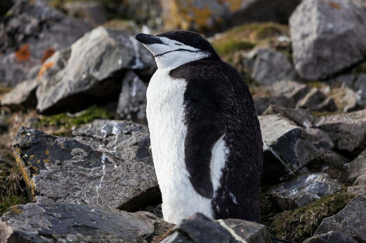 Chinstrap penguins take thousands of very short naps every day