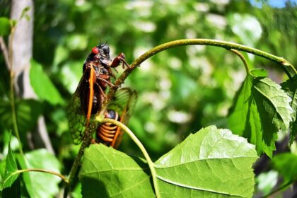 Cicadas Are So Loud, Fiber Optic Cables Can ‘Hear’ Them