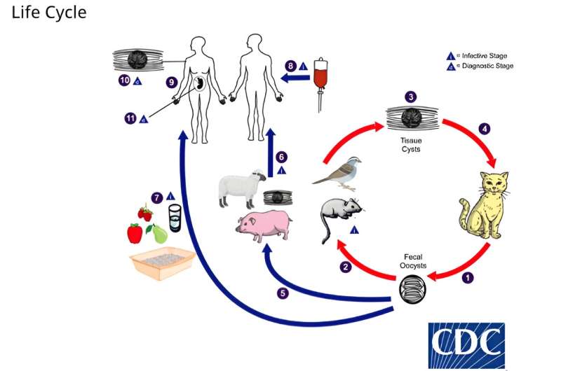 Common cat-borne parasite is positively associated with frailty in older adults